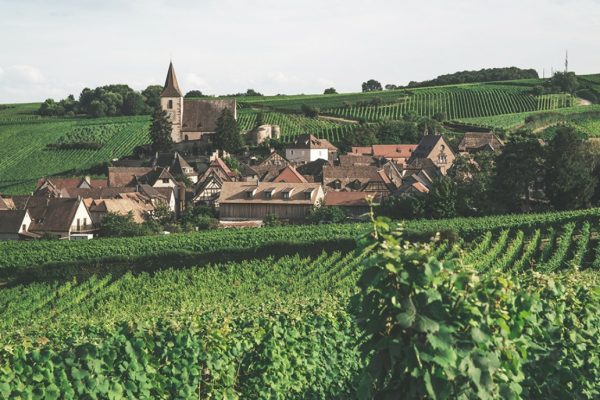 Wineyard in Alsace, France